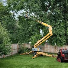 Lakewood, IL Tree Removal Services Company